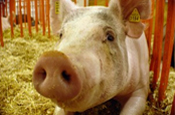 Alltech’s symposium to explore swine strategies – feed costs and nutrition are major topics