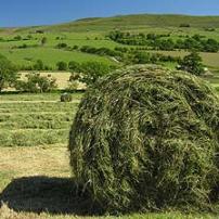 Horses prefer silage, not hay