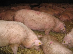 New amino acid requirements for gestation sows