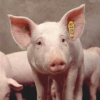 Probiotic study in pigs may benefit humans