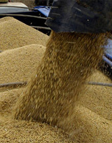 China may cancel soybean imports