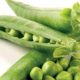 Germany starts trials with medicinal peas