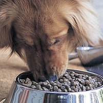 Melamine cause of contaminated pet food