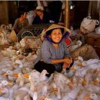 Vietnam officials call for better food control