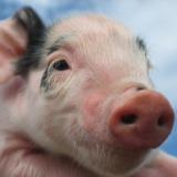Pig fertility not affected by plant extract