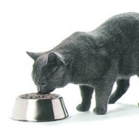 Not enough lysine in commercial cat food