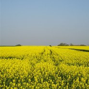 EU rapeseed area at record high