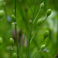 High omega-3 Camelina in poultry feed