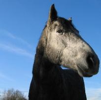 Mycotoxin prevention in horses