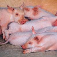Contaminated pigs safe for consumption
