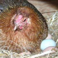 Hen behaviour and performance studied