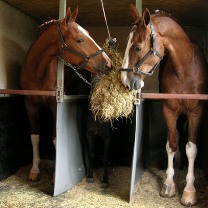 Bad hay affects horse health in Missouri