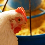 Tyson removes antibiotics from animal feed