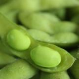 US and Spain team up to promote US soy