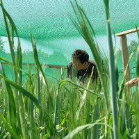 German GM barley field destroyed