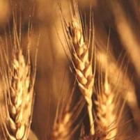 Cargill offered to sell wheat to India