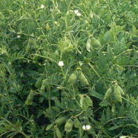 Field peas do well in beef rations