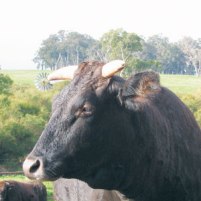 Fruity wine for Australian cows