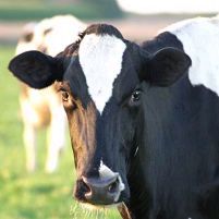 10th Canadian BSE case is feed related