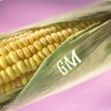 Last US state allows GM corn