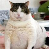 UK pet insurance warns for pet obesity