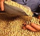 Kentucky Specialty Grains will need soybeans