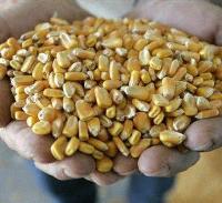 Corn kernel size has minimal impact on yield
