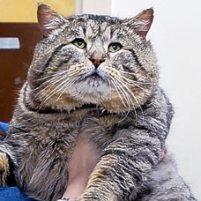 Diabetes to become number 1 cat disease