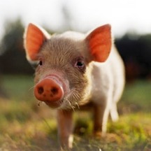 GM feed introduced to Finnish pig farms