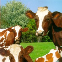EFSA: Zeolite reduces milk fever in cows