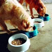 Using plants to produce allergy-fighting pet food