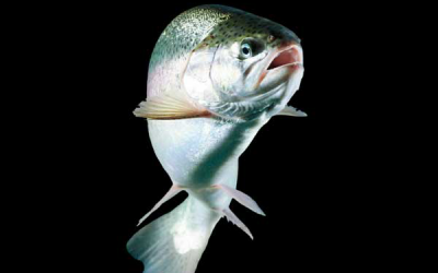 How do mycotoxins affect fish?