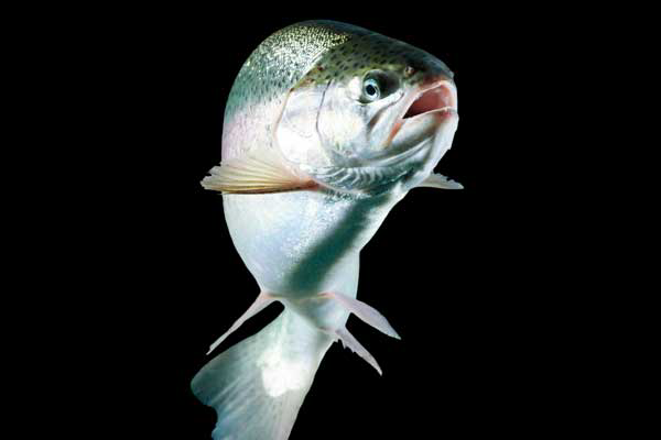 How do mycotoxins affect fish?