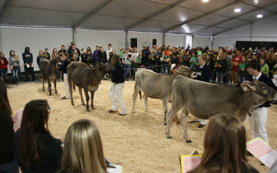 Cows give junior judges a hard time