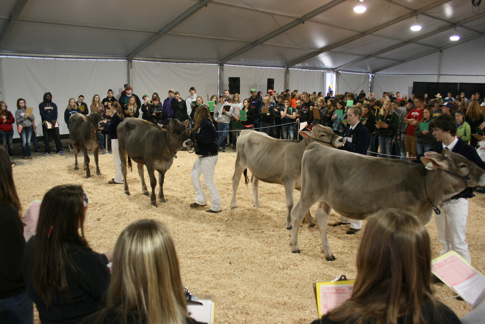 Cows give junior judges a hard time