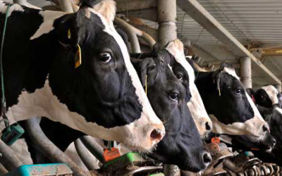 Rabobank forecasts low dairy prices for next 12 months