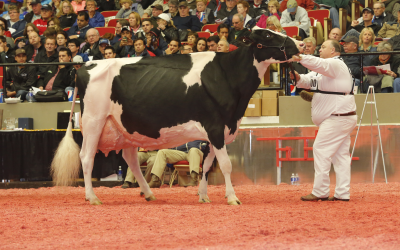 Goldwyn daughters rule 2014 international Holstein show