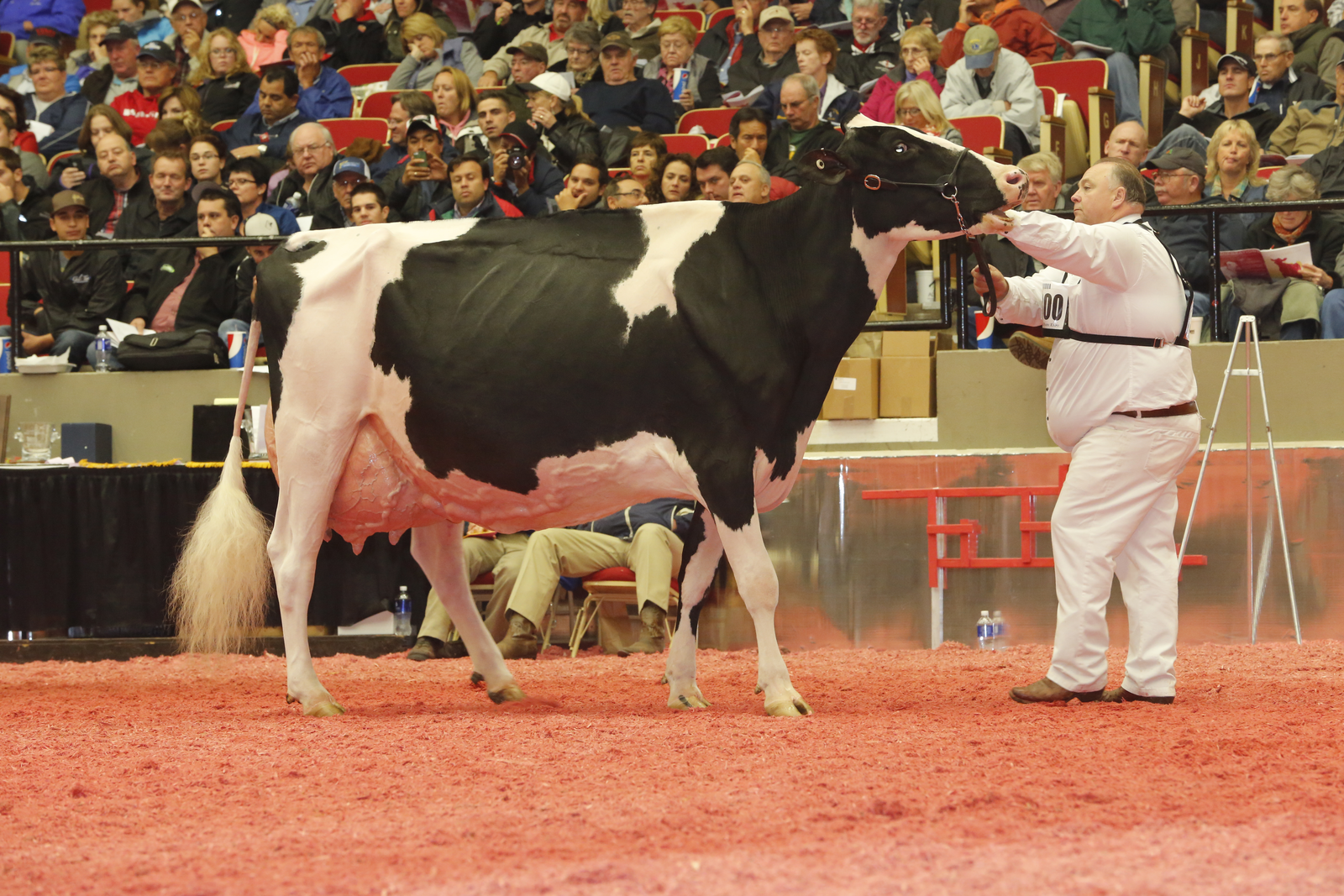 Goldwyn daughters rule 2014 international Holstein show