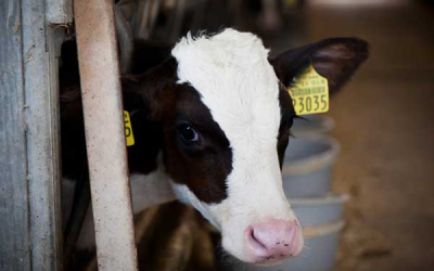 Livability calves of dairy heifers