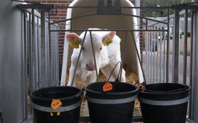 Proper feeding of the dairy calf pays off