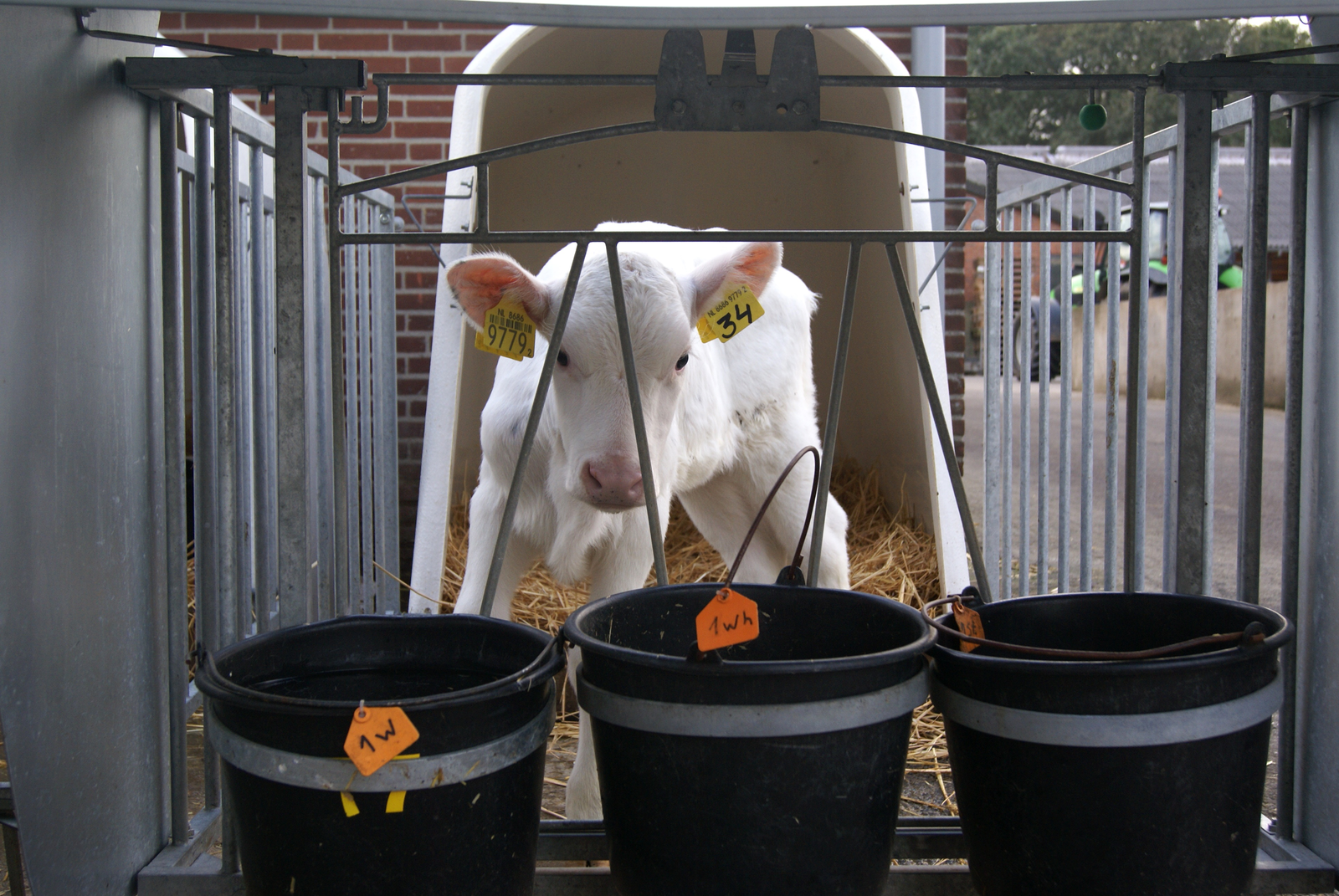 Proper feeding of the dairy calf pays off