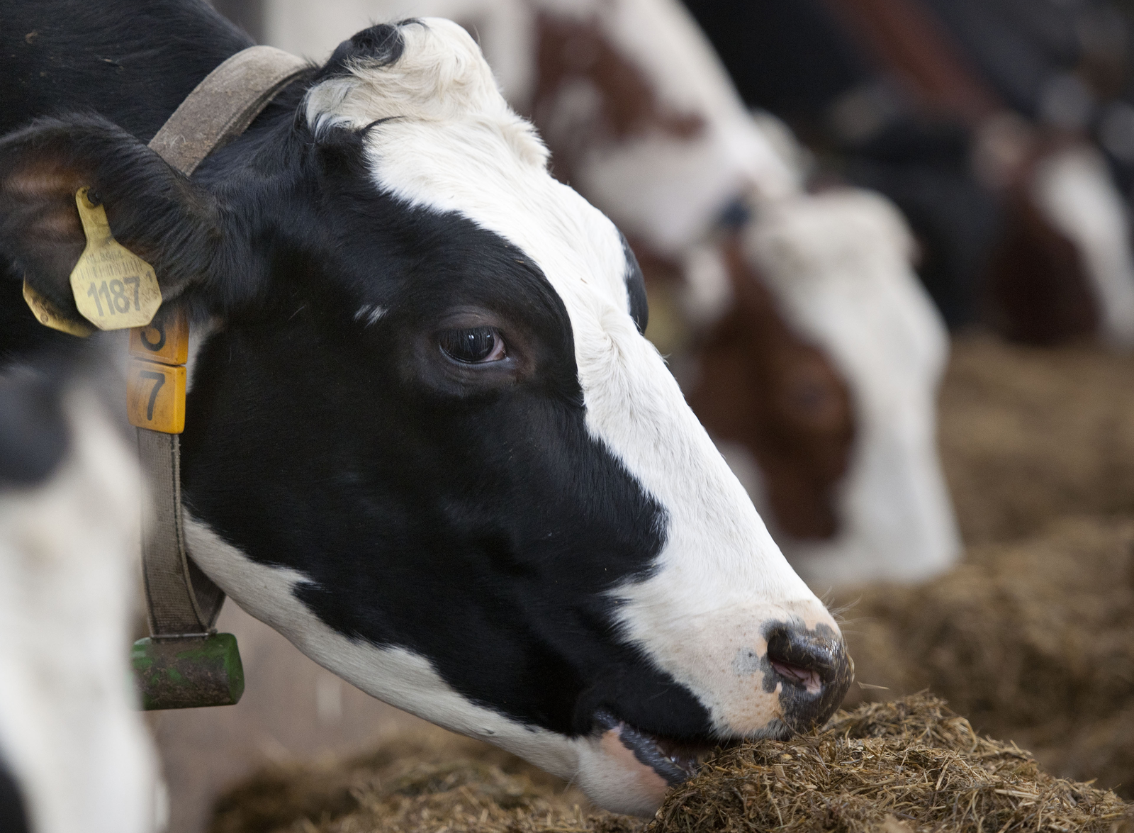 Canada confirms BSE case is related to feed