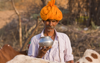 India’s dairy ambitions are high, but feed is a problem