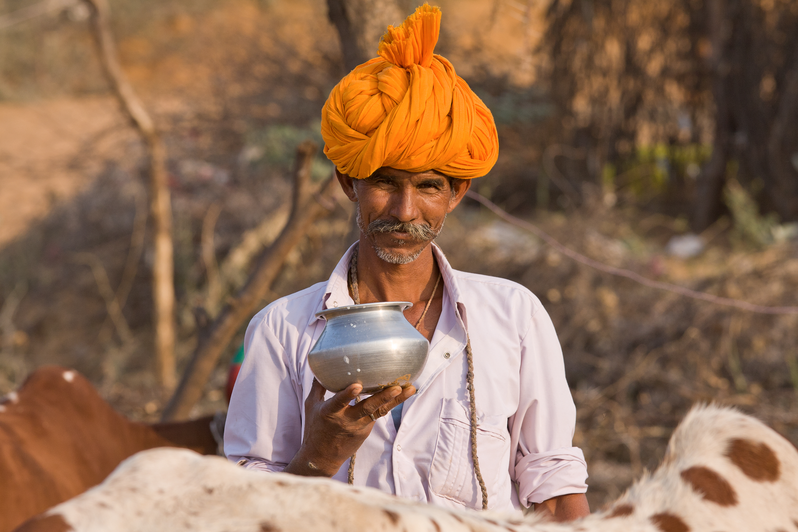 India’s dairy ambitions are high, but feed is a problem