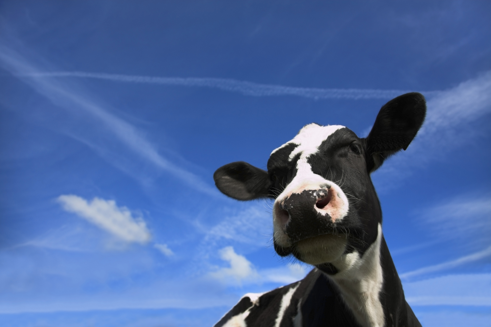 Cargill:  Avoid heat stress in cows through feed