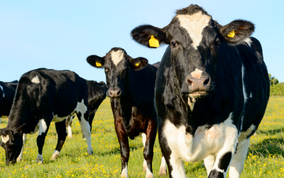Methane emissions down, farm efficiency up
