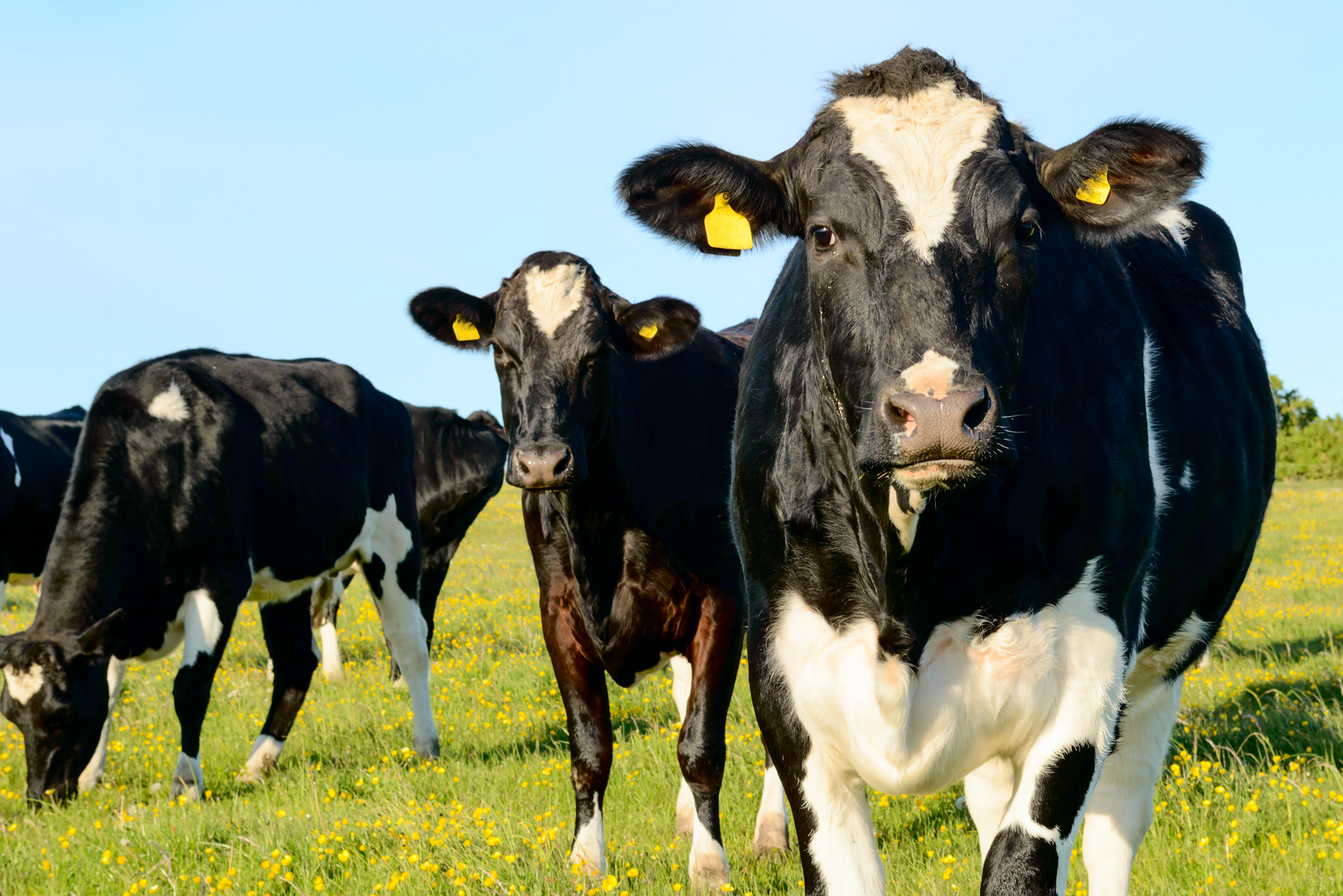 Methane emissions down, farm efficiency up