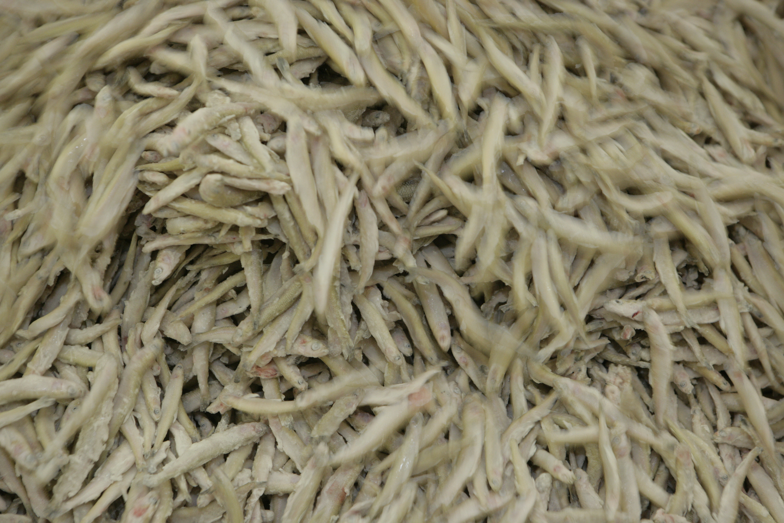 Cargill invests $30 million in Ecuador shrimp feed facility
