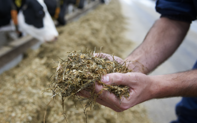 Sweet sorghum in the silage mix gives less methane