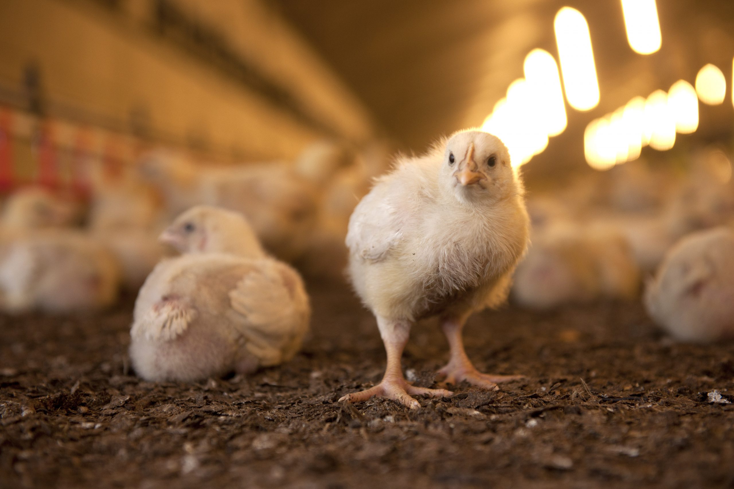 Effect of sodium source without chloride - All About Feed Effect of sodium source without chloride - All About Feed